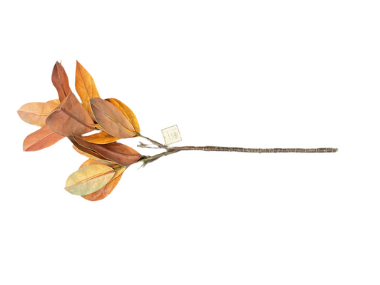 32” southern autumn magnolia stem