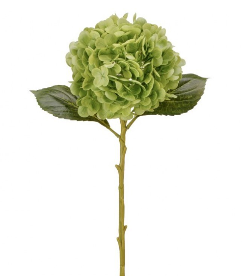 Hydrangea